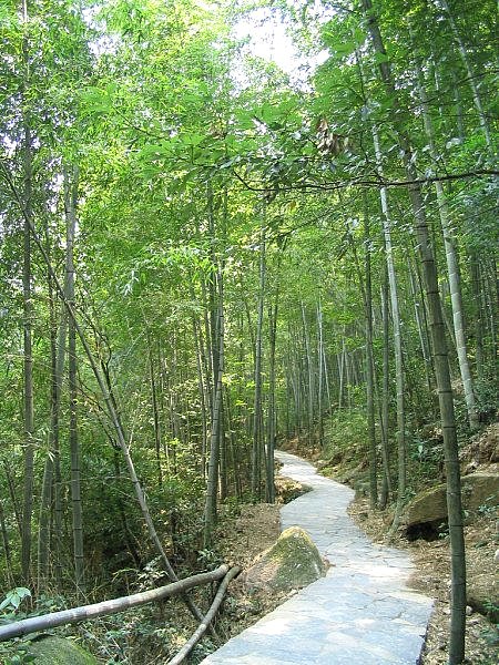 景观竹材